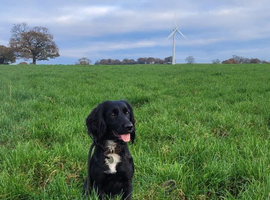 Cocker Spaniel