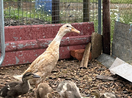 Indian Runner ducklings