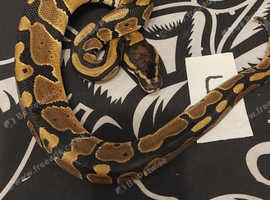 Royal python