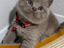 Kitten Bsh