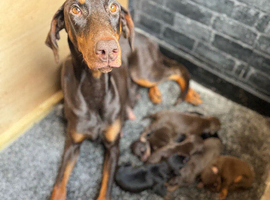 Dobermans