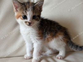 Kittens for sale