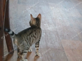 Bengal boy 10 weeks old