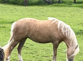 Beautiful welsh pony palomino filly two year old