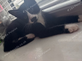 Female kitten