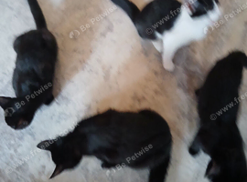 4 beautiful kittens 3 male 1 female