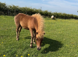 Standard Shetland Colt