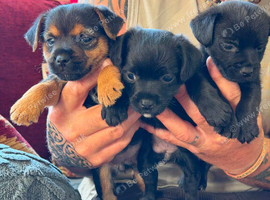 Border terrier cross patterdale