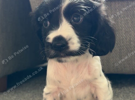 Beautiful Cocker Spaniel Puppy