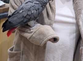 African Grey parrot