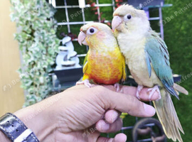 Young Hand-Reared Green Cheek & Yellow-Sided Conure Babies Available,18
