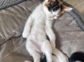Kitten Calico