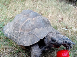 Spur thighed tortoise  for sale