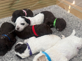 Coockapoo puppies