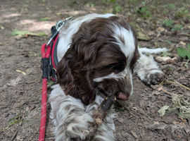 Beautiful show cocker