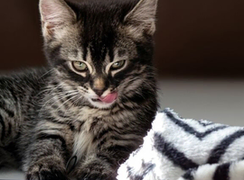 Beautiful bengal x tabby kitten
