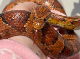 Cornsnake & tank set up ONO
