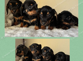 Mini dachshund cross jack puppies