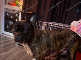 Boston terrier cross pug