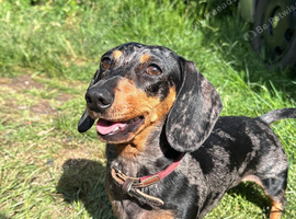 4 yr old Miniature Dachshund