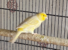 Satinette canary