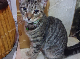 Female kitten