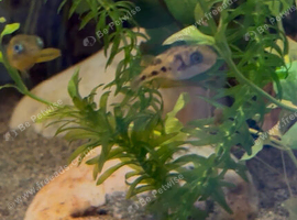 2 pea puffers and set up