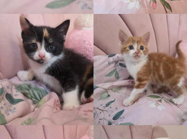KITTENS LOOKING FOR FOREVER HOME