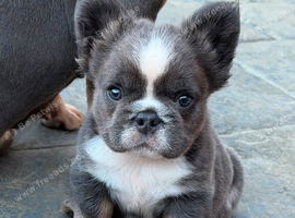Frenchie puppy