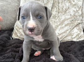 Cane corso x puppies