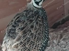 Mearns quail/ Monizuma Males