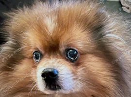 Pomeranian for sale