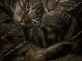 2 kittens