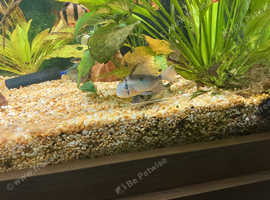 Bolivian rams
