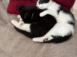 Lovely kittens for sale
