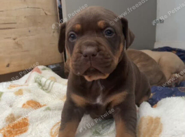 Olde English bulldog x dogue de bordeuax