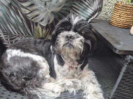 Female shi tzu