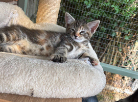 READY NOW Gorgeous Maine Coon Kittens