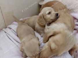 CREAM LONG HAIRED MINI DACHSHUND