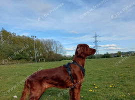 Irish red setter kc registered