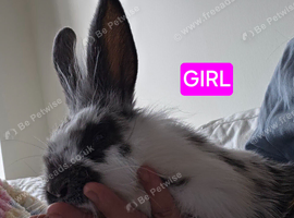 4 beautiful female rabbits for sale