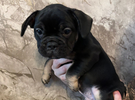 French Bulldog puppies looking for their forever home