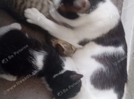 Kittens   ready for forever home