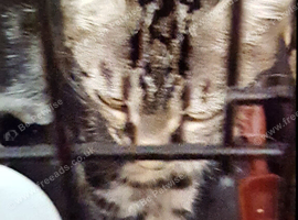 Lovely Tabby Girl