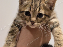 Scottish Straight Cross Kittens