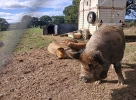 Kune kune piglets