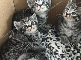Beautiful tabby x  brittish shorthairs