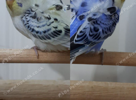 Beautiful TCB Hagaromo Budgie Pair