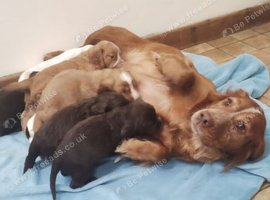 Female cocker spaniel