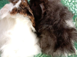 Bonded pair of male Guinea pigs